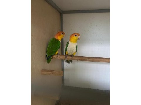 Portakal kafa caique takım