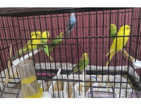 Ev ortamında yetiştirdiğim yavru muhabbet kuşları