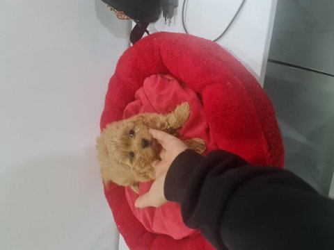 Teslime hazır minyatür poodle miniğim