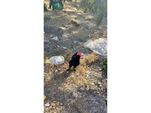 1 adet ispenç 1 adet cüce tavuk