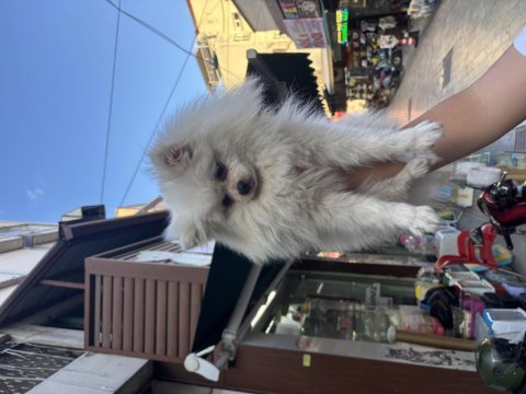 Dünyalar güzeli dişi pomeranian boo 1 yaşında