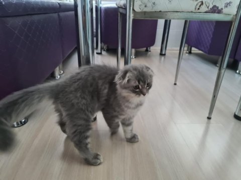Scottish fold longhair