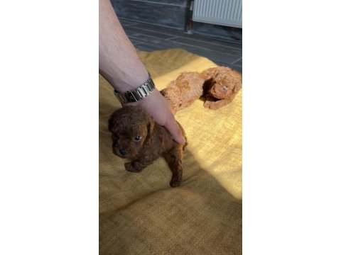 Red brown kore toy poodle bebek köpekleri