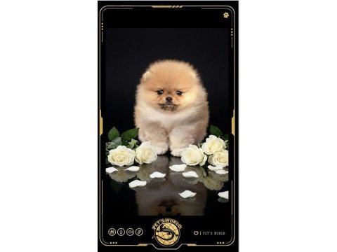Mini pomeranian boo yavrularımız