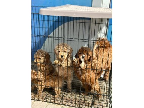 Poodle yavrularımız