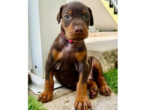 Muhteşem doberman bebekler güvenli kapıya teslim