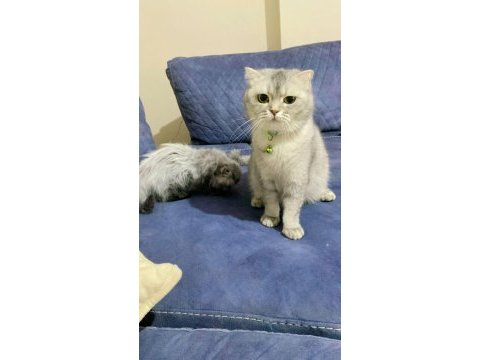 Scottish fold