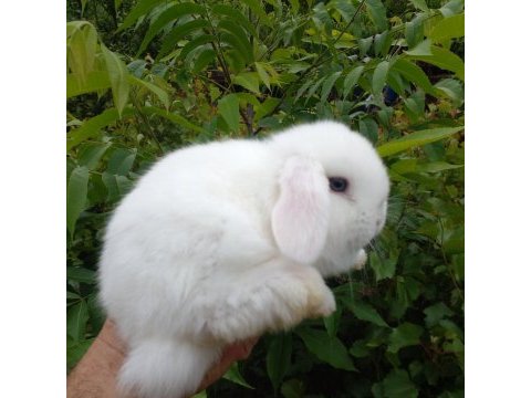 Sevimli mini lop tavşan yavrular