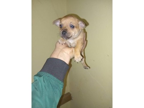Pinscher yavrumuz