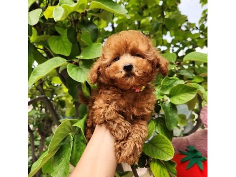 Toypoodle yavrularımız 