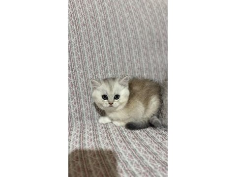En tatlı bebek kediler burada