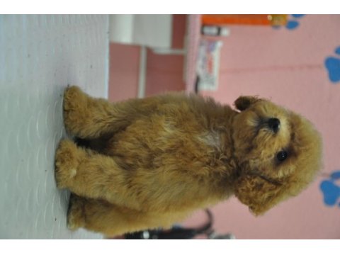 Maltipoo bebekler