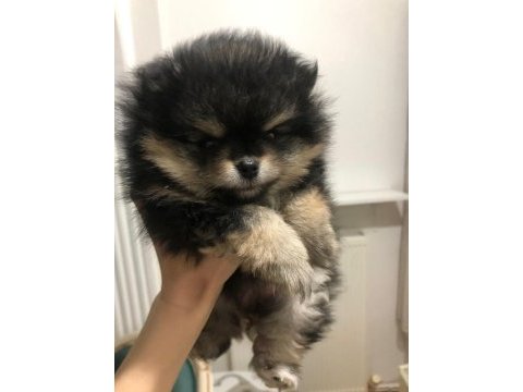 Sevimli pomeranian minikler