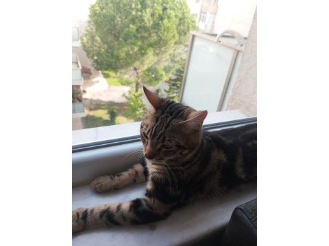 7 aylık tekir ve kızgınlıkta
