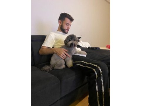 Dişi silver toy poodle