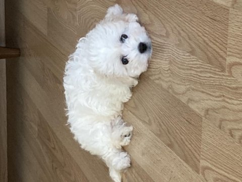 2.5 aylık maltese terrier