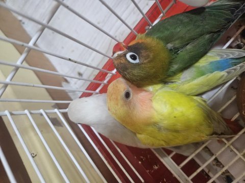 Sevda ve cennet papağanı