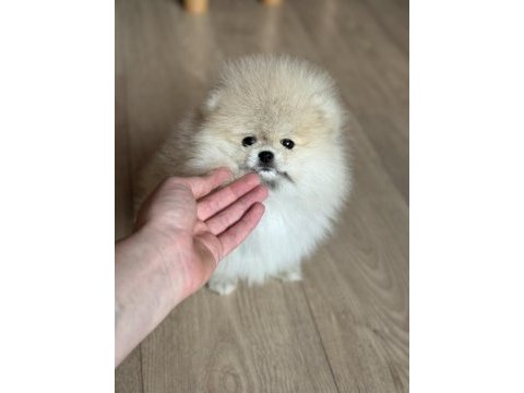 Dişi pomeranian boo teddy face