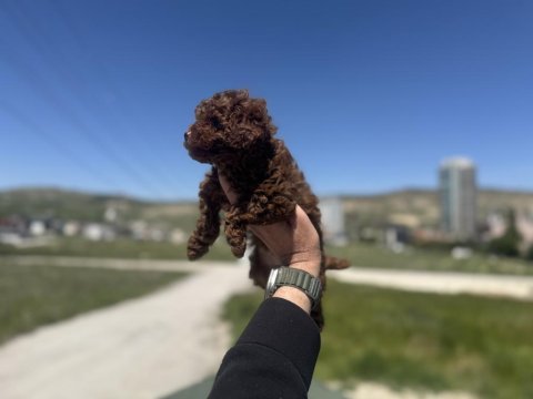 Wc eğitimli aşılı karneli toy poodle yavrular