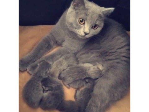 British shorthair yavru