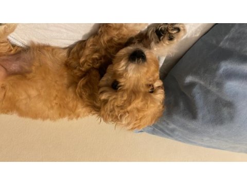 Maltipoo 2 aylık bir bebek