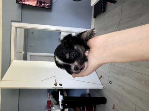 Chihuahua tek kalan erkek yavru