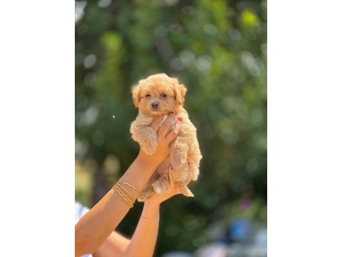 Aşılı ve çiş pedi eğitimli maltipoo bebekler 