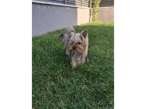 Safkan yorkshire terrier yavruları