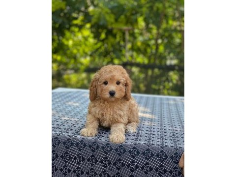 Poodle en microsu en özeli benim olsun isteyenlere