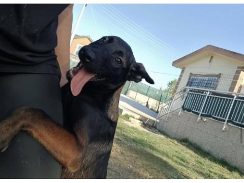 Fcı kif şecereli belçika kurdu yavrularım