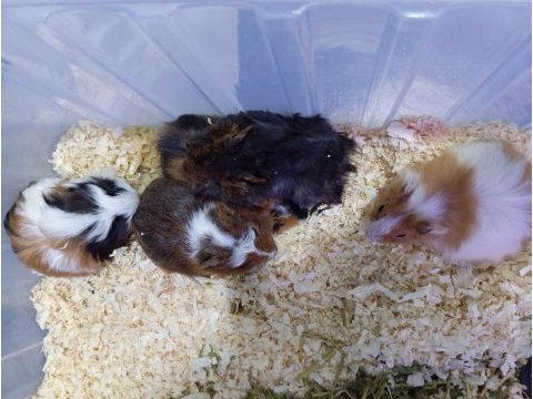 Yavru guinea pig