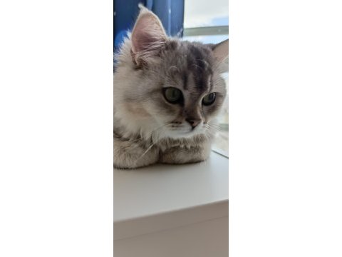 Ücretsiz sahiplendirebilecek chinchilla