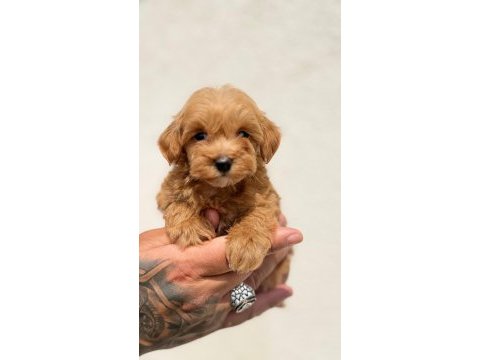 Tiny boy sevimli maltipoo yavrular