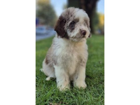 Trde nadir bulunan irklardan ausiee doodle yavrumuz