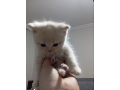 3 nisan doğumlu erkek british shorthair