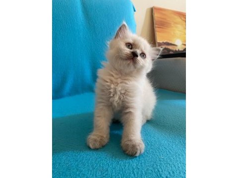 Minik british shorthair yavrulara yeni yuva