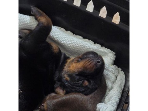 Özenle seçilmiş eşleşmeden doberman yavruları