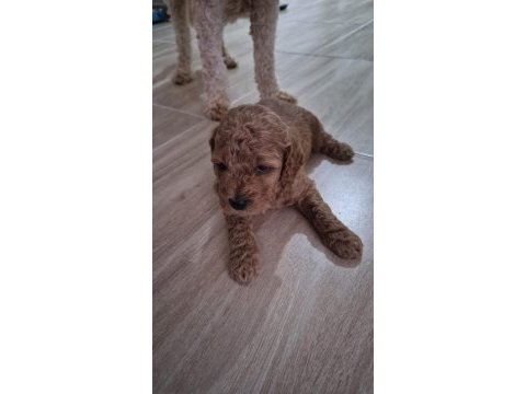 Toy poodle tuvalet eğitimli yavrular