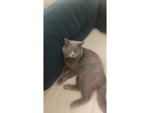 Kimliği mevcuttur eğitimli kedimiz sahiplendirilecek