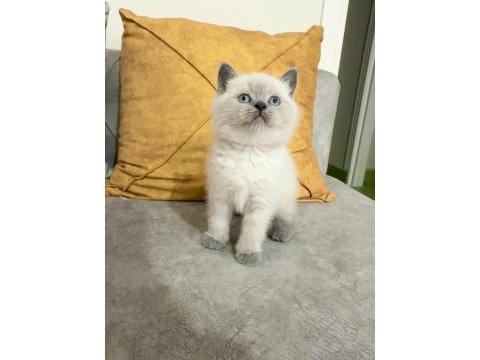 Safkan ayı suratlı british shorthair oğlum