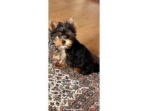 5 aylık erkek yorkshire terrier