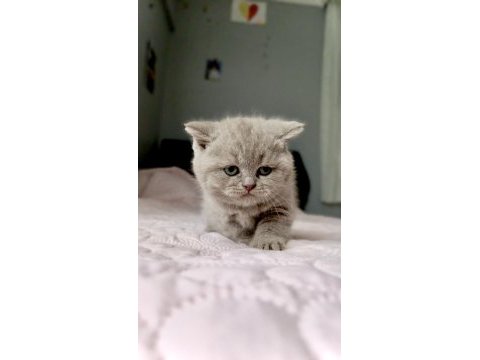 A kalite british shorthair yavrular yeni sahiplerini arıyor