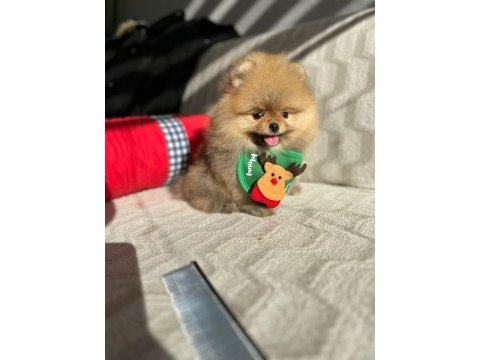 Show kalite pomeranian boo yavrum
