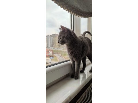 British shorthair prensesimiz yeni evini arıyor