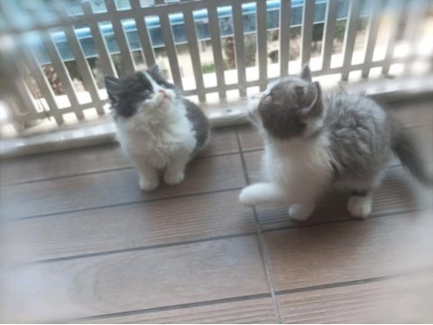British shorthair ve british longhair yavrular