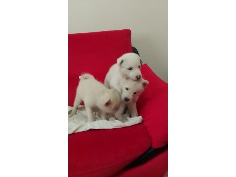 Sibirya kurdu albino