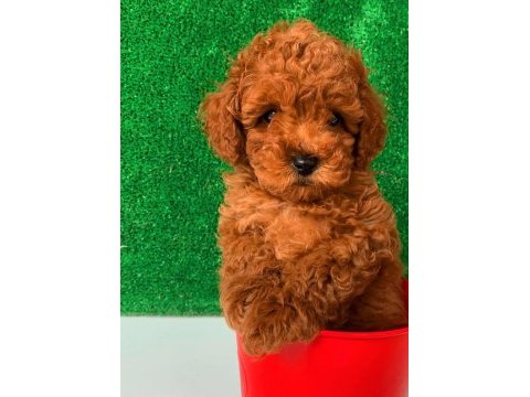Orjinal ev üretimi wc eğitimli toy poodle