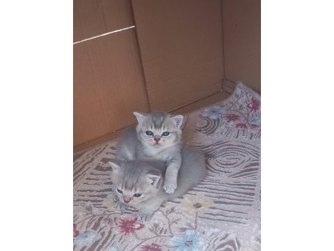 Koca kafa kediler