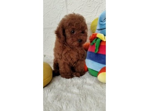 Şecereli red brown kore toy poodle yavruları