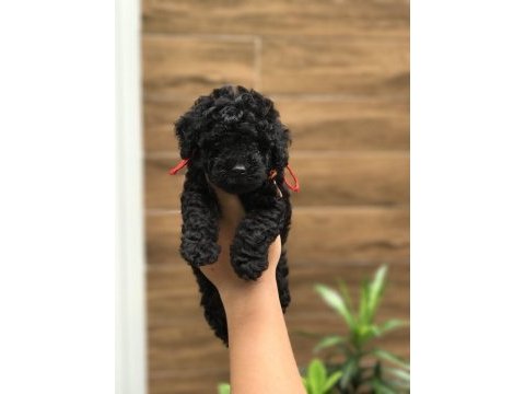 Siyah renk poodle bebekler